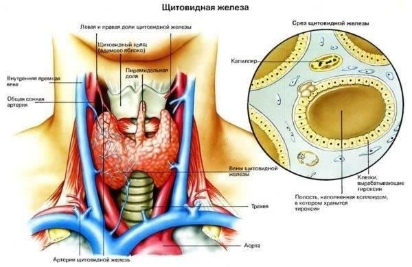 Возможные ограничения в связи с расстройствами щитовидной железыПолитика призыва на военную службу обычно направлена на обеспечение здоровья и боеготовности всего персонала. Для тех, у кого диагностирован гипотиреоз, следующие факторы могут повлиять на их пригодность: